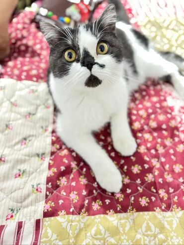 игрушки для кошки: Кошка даром: Скотиш Фолд (Шотландская вислоухая), 1 год, Мальчик, Кастрирована, Приучена к лотку