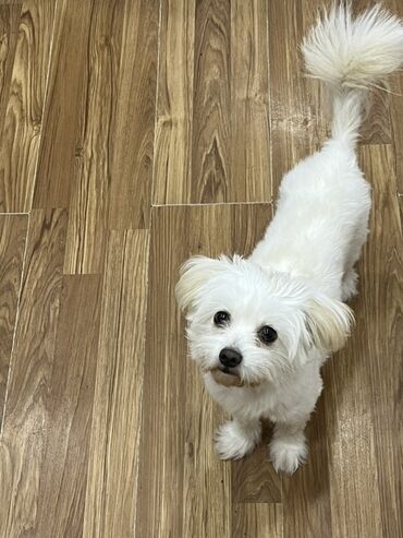 сколько стоит щенок: Мальтийская болонка