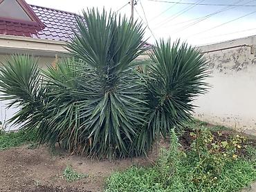 nar ciceyi: Dekorativ Yucca kolları – iri ölçülü, çoxgövdəli, sərt uclu tünd-yaşıl — 4