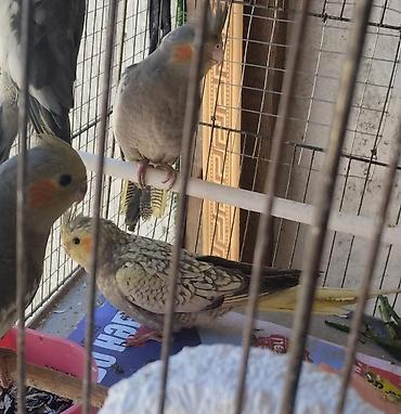 Tutuquşları: Korella 35 manattan bozlar sarilar 45-50 Azn qefesde var 15-20 Azn — 2