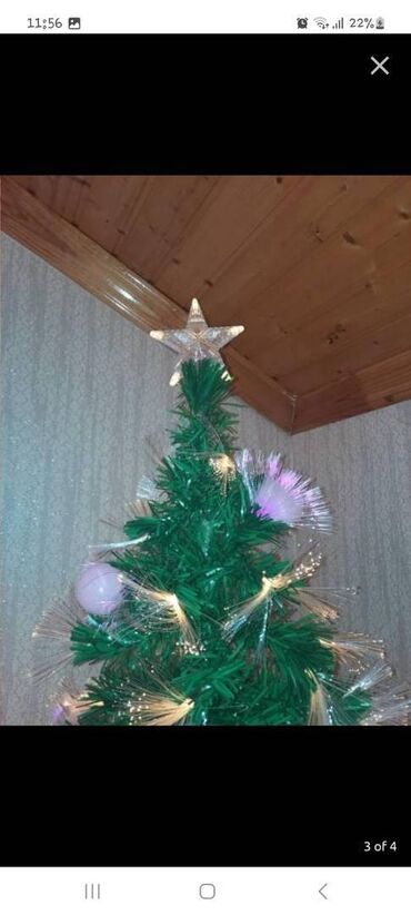 комнатные растения баку: Yolka satılır yaxşı vəziyyətdədir qutusundan. 210 hündürlükdə və at lalafo.az комнатные растения баку: Yolka satılır yaxşı vəziyyətdədir qutusundan. 210 hündürlükdə və