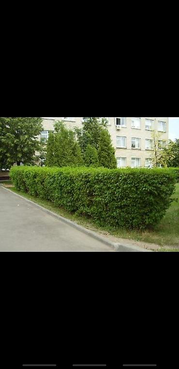 Другие декоративные деревья: Живые изгороди быстро растущие, растут до 4х метров. Сорт бархатный — 4