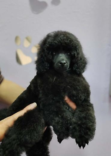 doberman cena: Na prodaju patuljaste pudle (dwarf) sa FCI rodovnikom, 2 muzjaka u — 4