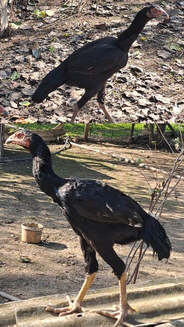 xacmaz heyvan bazari: Heyratı 4-aylıq 4-ədədi 2-fərə 2-xoruz 1-fərə 1-xoruz daş pipikdi