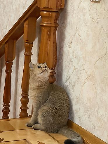 maine coon satisi: Britan, Dişi — 3