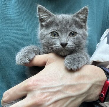 котенок шотланский: Дымчатый серый котенок, мальчик 1 месяц. Ест все и с удовольствием