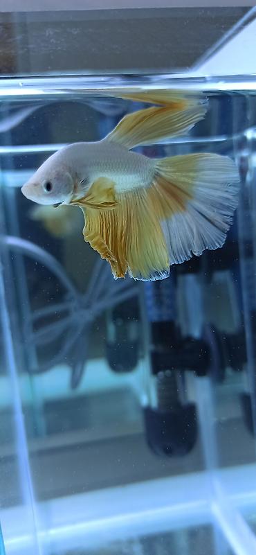 Balıqlar: Betta (Petuşok balığı), Ünvandan götürmə — 11