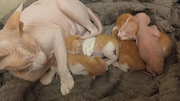 котята шиншиллы: Продаю котят сфинкс/браш — 1