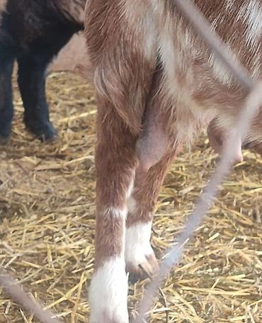 Козы, козлы: Продаю | Коза (самка) | Для молока — 6