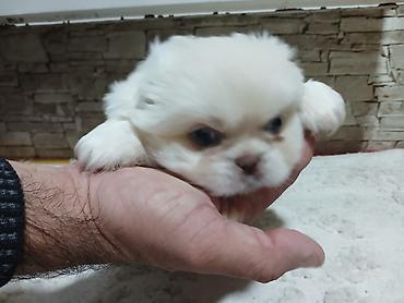 ucuz pekines satilir: Pekines, 5 ay, Erkək, Peyvəndli, Pulsuz çatdırılma — 1