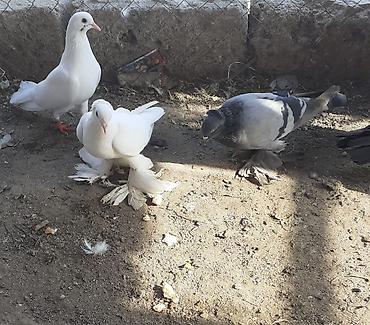 göyərçin satışı: Iri lelekli kekilli quslar satilir hamisi ebresden — 9