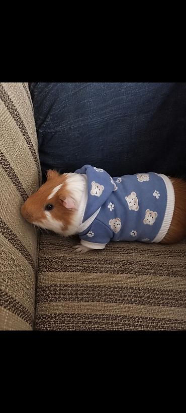 qefes xamyak: Mini donuz balası (guinea pig) üçün tam dəst ev və aksesuarlar tam — 1