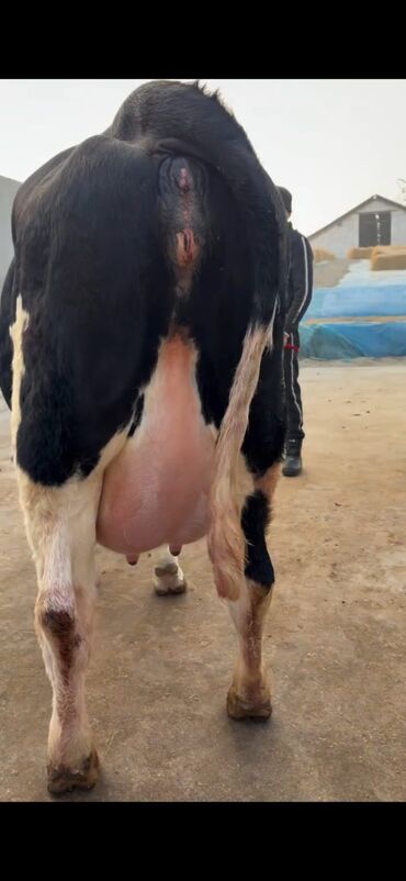 Inəklər, öküzlər: Südlük inək və buzov dəsti - Cins: Holşteyn tipli, xallı (qara‑ağ) — 5