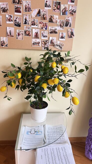 Ağaclar: Depodan bir basa satis 70azn baslayan dekarativ suni agaclar topdan — 22