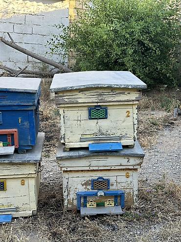 Arılar: Arı yeşikləri satılır 🐝 Şəkildə görünən tipdə arıçılıq üçün yararlı -da lalafo.az — 2 Arılar: Arı yeşikləri satılır 🐝 Şəkildə görünən tipdə arıçılıq üçün yararlı — 2