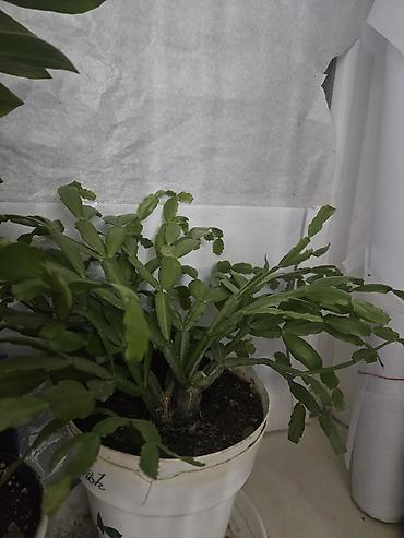 шлюмбергера: Комнатные растения в горшках 1) Замиокулькас (ZZ plant) - Крупный — 3