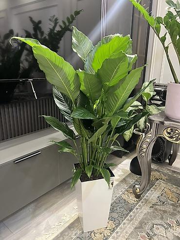 Драцены и Сансевиерии: Адаптированные пересаженные в горшках. Сансеvierия (Sansevieria — 22