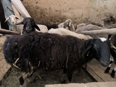 Бараны, овцы: Продаю | Овца (самка), Ягненок, Баран (самец) | Гиссарская, Полукровка, Меринос | На забой, Для разведения | Племенные, Кастрированные, Осеменитель — 10