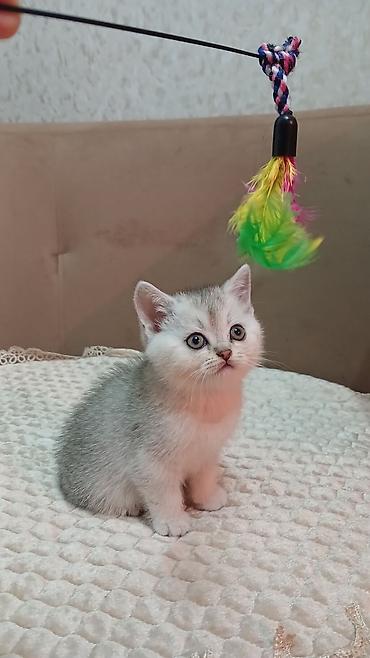 Pişiklər: Britan — 9