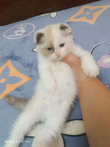 ящик для хранения: Скотиш Фолд (Шотландская вислоухая), 1 месяц, Девочка, Белый