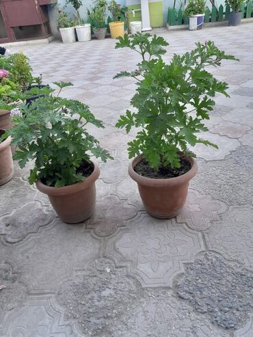 Otaq bitkiləri: Qazonlarınızı və bağlarınızı bəzəmək üçün uygundur. Gözəl görünüşü ilə -da lalafo.az — 8 Otaq bitkiləri: Qazonlarınızı və bağlarınızı bəzəmək üçün uygundur. Gözəl görünüşü ilə — 8