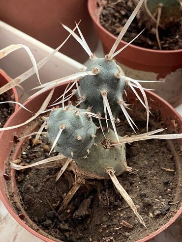 Otaq bitkiləri: Kaktus növləri hər qiymətə. Barter olar quş növləriylə. Tutuquşu Toyuq — 6