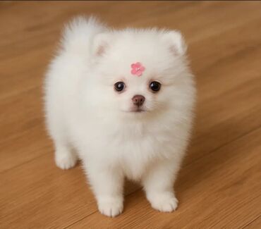 котята в баку бесплатно 2020: Шпиц, 2 месяца, Самовывоз