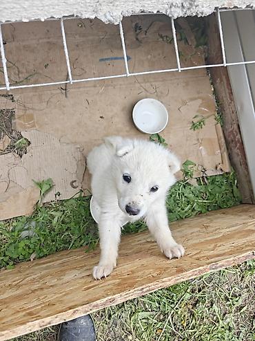 Продажа собак: Лайка, 1 месяц, Самка, С прививкой — 3