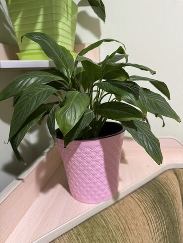 растения для офиса: Спатифиллум (Spathiphyllum) в декоративном кашпо. - Комнатное