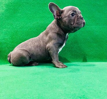 Psi: Zensko stene francuskog buldoga egzotične plave boje bez tigrine — 1