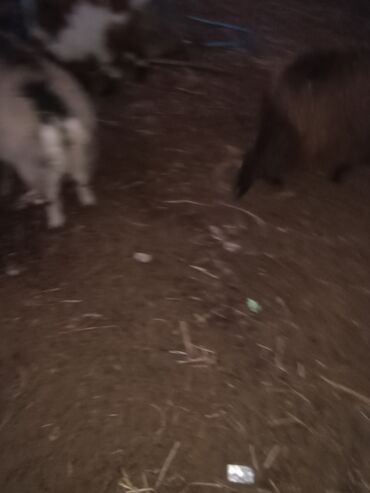 Козы, козлы: Продаю | Козёл (самец) | На забой — 9