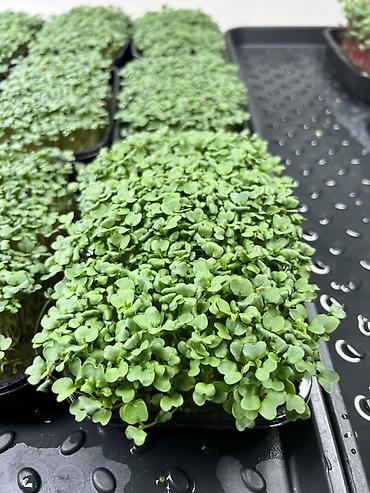 Микрозелень: Микрозелень в Бишкеке Горох подсолнечник, брокколи, горчица, редис — 15