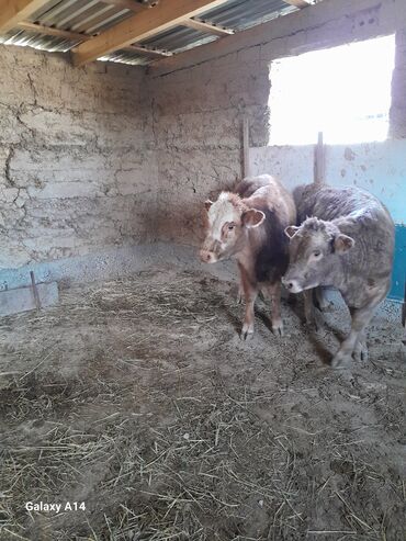 домик для животных: Сатам | Бука (эркек) | Аргын, Алатоолук, Швиц | Бордоп семиртүү үчүн, Көбөйтүү үчүн | Асыл тукумдуу, Жасалма уруктандырылган