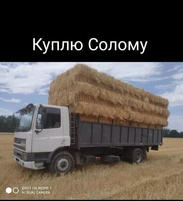 преобразователь для стрижки овец: Куплю Салому Пшеничный Ячменный Клевер оптом с поля. Саман Алам