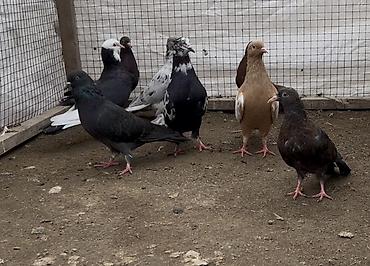 quş bazarı: 8 göyerçin satılır. Tək Tək satılmır — 4