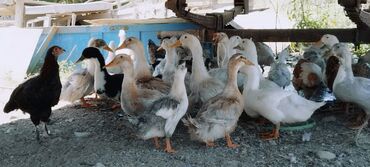 объявления о найденных животных: Утки🦆🦆🦆 4 х и 3 х месячные оптом желательно цена 530 сом 210 штук