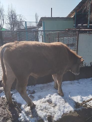 Коровы, быки: Продаю | Бык (самец) | Симментальская | На откорм — 4