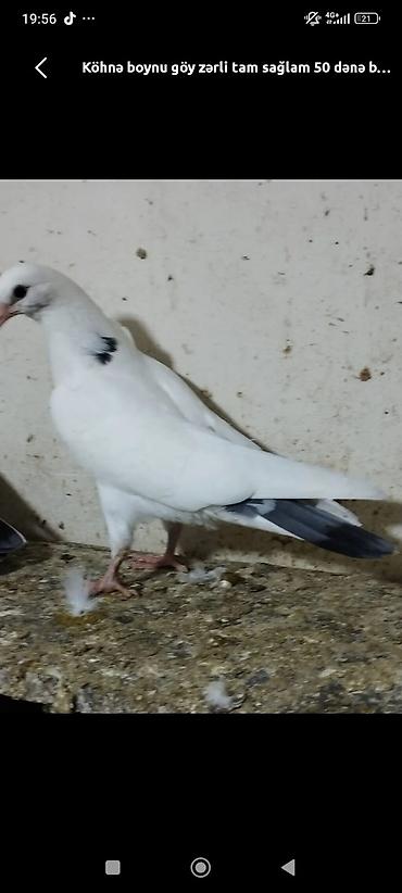 pişik balaca: Məhsul: Göy zərli “köhnə boynu” ağ göyərçinlər Təsvir: - Rəng: Qar — 3