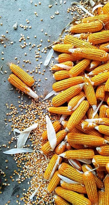 кукуруза буденовка: Кукуруза Оптом — 1