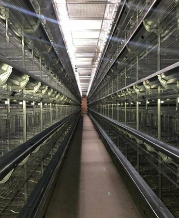 Qidalandırıcılar: Yem qabı, Yem üçün, Quşlar üçün, Rayonlara çatdırılma, Ünvandan götürmə, Pulsuz çatdırılma — 19