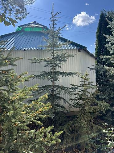 растение денежное дерево: Голубая ель (Picea pungens ‘Glauca’) для озеленения - Порода: ель — 5