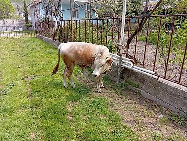 etlik cuceler: 7 aylıq erkək dana satıram 90 nan kox əti var sağlam yiyimgil maldı — 8