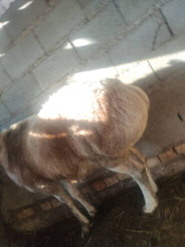 Бараны, овцы: Продаю | Баран (самец) | Арашан | Для разведения — 9