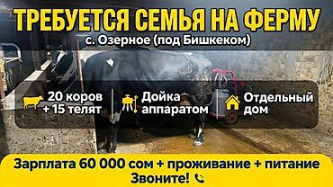 сиделка бишкек цена: Требуется Доярка, Оплата: Ежемесячно, Питание — 1