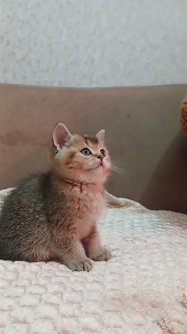 Pişiklər: Britan — 3