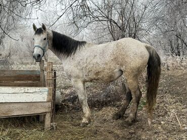 Лошади, кони: Продаю | Кобыла (самка) | Для молока, Рабочий | Мерин — 4