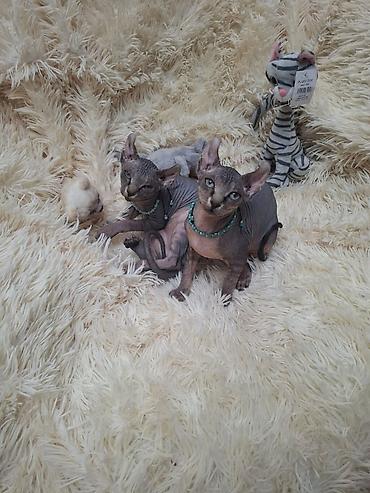 Животные: Сфинкс, Самовывоз — 8