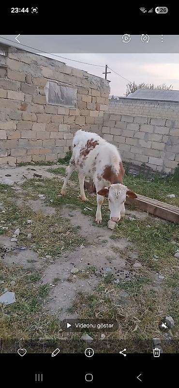 rengli quslar: Satlıq heyvan – qaramal (dana/öküz) - Növ: Qaramal - Yaş qrupu: Gənc — 3