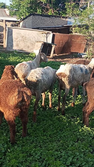 Баран, овца: Продаю | Овца (самка) at lalafo.kg — 8 Баран, овца: Продаю | Овца (самка) — 8