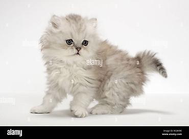 голд шиншилла: Золотая шиншилла — 5